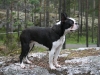 hilla1