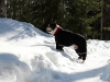 leevi5