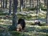 9meja-sievissa-15_6_14-065