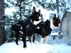 Frank & Ruttu
