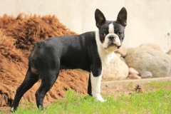 Tyllero4kk04062016-11